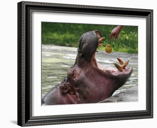 Keeper Feeds a Hippopotamus at the Kiev's Zoo, Ukraine-null-Framed Photographic Print