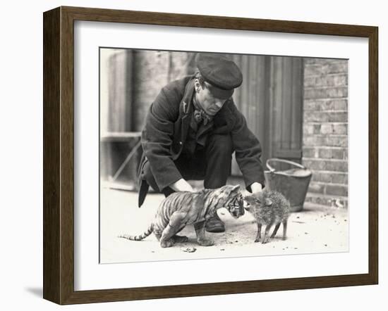 Keeper, H. Warwick, with a Tiger Cub and a Peccary, Taken at Zsl London Zoo, May 1914-Frederick William Bond-Framed Photographic Print