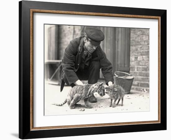 Keeper, H. Warwick, with a Tiger Cub and a Peccary, Taken at Zsl London Zoo, May 1914-Frederick William Bond-Framed Photographic Print