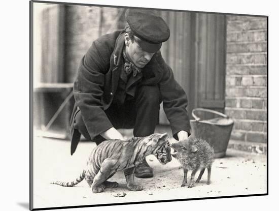 Keeper, H. Warwick, with a Tiger Cub and a Peccary, Taken at Zsl London Zoo, May 1914-Frederick William Bond-Mounted Photographic Print