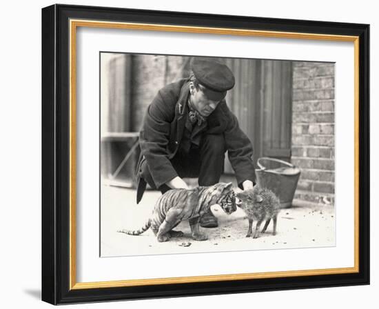 Keeper, H. Warwick, with a Tiger Cub and a Peccary, Taken at Zsl London Zoo, May 1914-Frederick William Bond-Framed Photographic Print