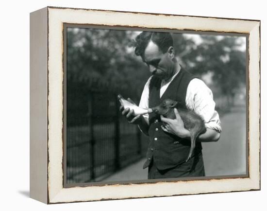 Keeper Harry Warwick Bottle Feeds a Baby Warthog at London Zoo, in August 1922-Frederick William Bond-Framed Premier Image Canvas