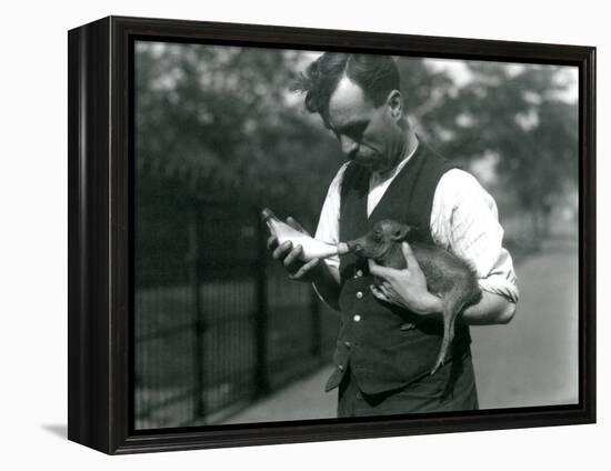 Keeper Harry Warwick Bottle Feeds a Baby Warthog at London Zoo, in August 1922-Frederick William Bond-Framed Premier Image Canvas