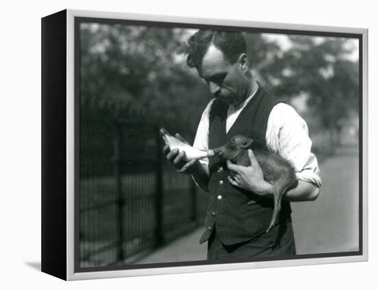 Keeper Harry Warwick Bottle Feeds a Baby Warthog at London Zoo, in August 1922-Frederick William Bond-Framed Premier Image Canvas