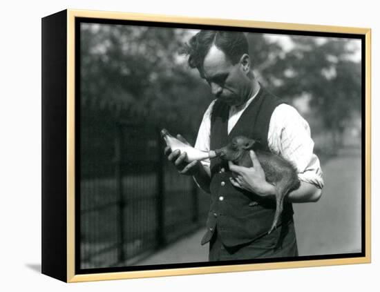 Keeper Harry Warwick Bottle Feeds a Baby Warthog at London Zoo, in August 1922-Frederick William Bond-Framed Premier Image Canvas