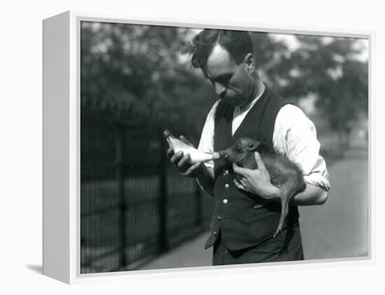 Keeper Harry Warwick Bottle Feeds a Baby Warthog at London Zoo, in August 1922-Frederick William Bond-Framed Premier Image Canvas