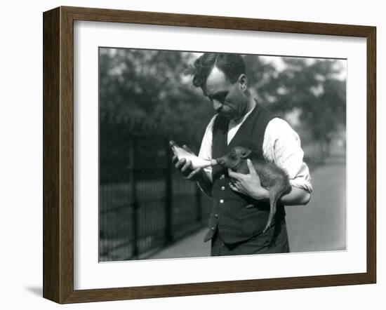 Keeper Harry Warwick Bottle Feeds a Baby Warthog at London Zoo, in August 1922-Frederick William Bond-Framed Photographic Print