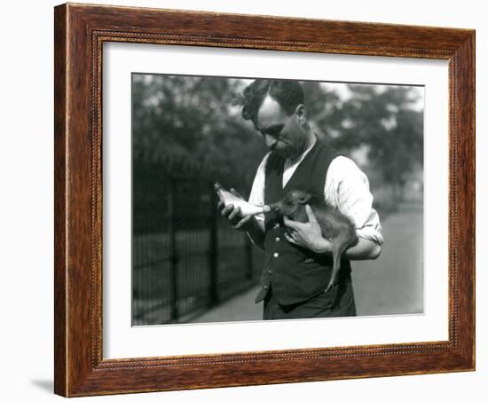 Keeper Harry Warwick Bottle Feeds a Baby Warthog at London Zoo, in August 1922-Frederick William Bond-Framed Photographic Print