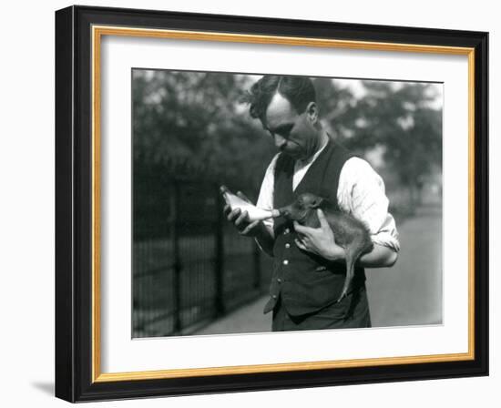 Keeper Harry Warwick Bottle Feeds a Baby Warthog at London Zoo, in August 1922-Frederick William Bond-Framed Photographic Print