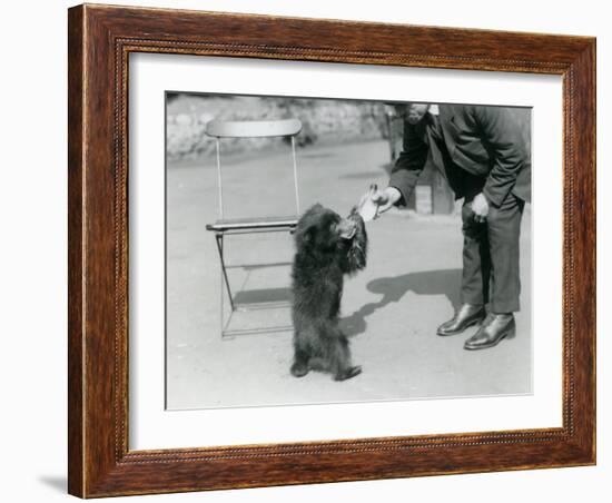 Keeper Harry Warwick Bottle Feeds a Sloth Bear Cub at London Zoo, August 1921-Frederick William Bond-Framed Photographic Print