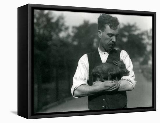 Keeper Harry Warwick Cradles a Baby Warthog in His Arms at London Zoo, August 1922-Frederick William Bond-Framed Premier Image Canvas