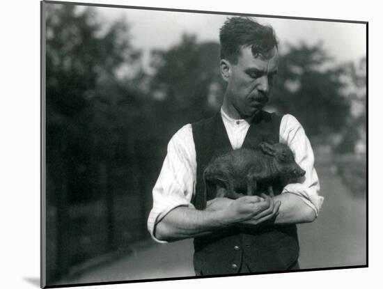 Keeper Harry Warwick Cradles a Baby Warthog in His Arms at London Zoo, August 1922-Frederick William Bond-Mounted Photographic Print
