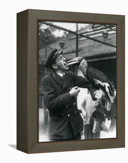 Keeper,T. Raggett Feeding a Great Indian Hornbill with a Fruit Held in His Mouth. London Zoo 1924-Frederick William Bond-Framed Premier Image Canvas