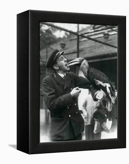 Keeper,T. Raggett Feeding a Great Indian Hornbill with a Fruit Held in His Mouth. London Zoo 1924-Frederick William Bond-Framed Premier Image Canvas