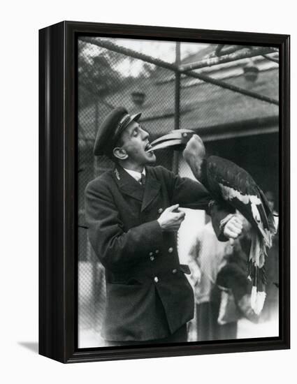 Keeper,T. Raggett Feeding a Great Indian Hornbill with a Fruit Held in His Mouth. London Zoo 1924-Frederick William Bond-Framed Premier Image Canvas