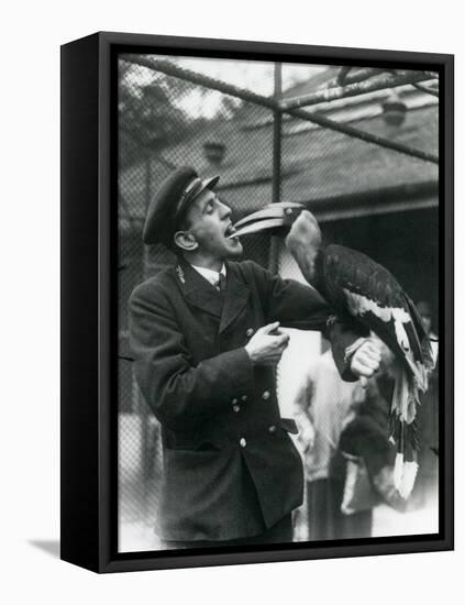 Keeper,T. Raggett Feeding a Great Indian Hornbill with a Fruit Held in His Mouth. London Zoo 1924-Frederick William Bond-Framed Premier Image Canvas