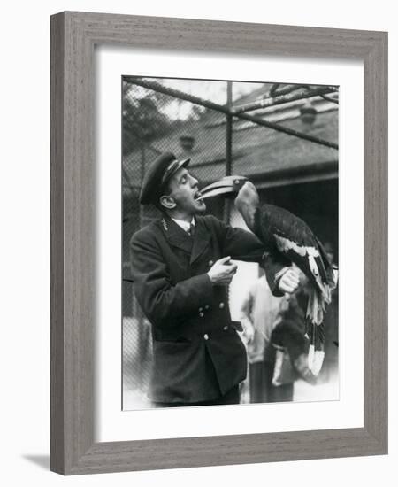 Keeper,T. Raggett Feeding a Great Indian Hornbill with a Fruit Held in His Mouth. London Zoo 1924-Frederick William Bond-Framed Giclee Print