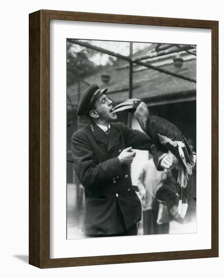 Keeper,T. Raggett Feeding a Great Indian Hornbill with a Fruit Held in His Mouth. London Zoo 1924-Frederick William Bond-Framed Giclee Print