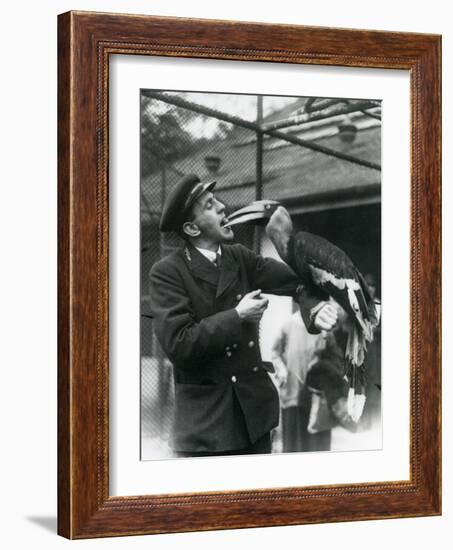 Keeper,T. Raggett Feeding a Great Indian Hornbill with a Fruit Held in His Mouth. London Zoo 1924-Frederick William Bond-Framed Giclee Print