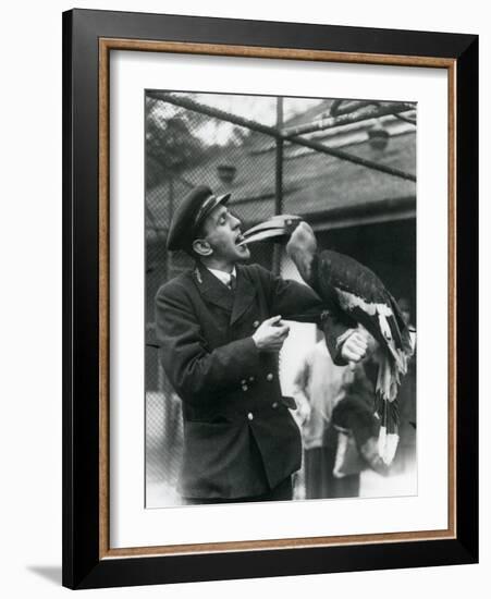 Keeper,T. Raggett Feeding a Great Indian Hornbill with a Fruit Held in His Mouth. London Zoo 1924-Frederick William Bond-Framed Giclee Print