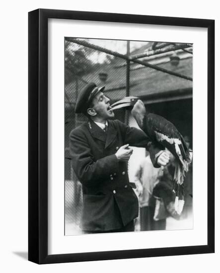 Keeper,T. Raggett Feeding a Great Indian Hornbill with a Fruit Held in His Mouth. London Zoo 1924-Frederick William Bond-Framed Giclee Print