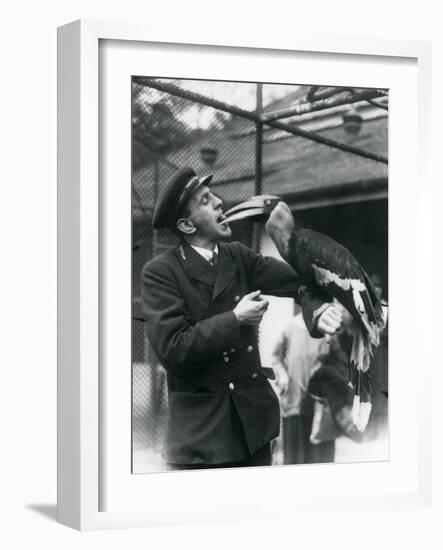 Keeper,T. Raggett Feeding a Great Indian Hornbill with a Fruit Held in His Mouth. London Zoo 1924-Frederick William Bond-Framed Giclee Print