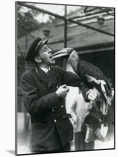 Keeper,T. Raggett Feeding a Great Indian Hornbill with a Fruit Held in His Mouth. London Zoo 1924-Frederick William Bond-Mounted Giclee Print