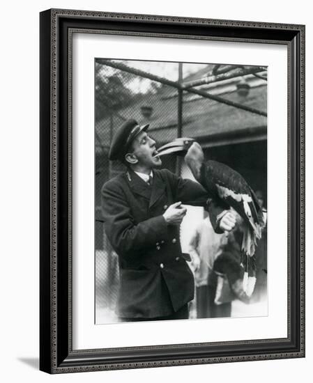 Keeper,T. Raggett Feeding a Great Indian Hornbill with a Fruit Held in His Mouth. London Zoo 1924-Frederick William Bond-Framed Giclee Print