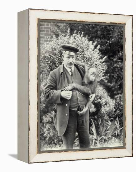 Keeper Z. Rodwell Holding Young Orangutan at London Zoo, October 1913-Frederick William Bond-Framed Premier Image Canvas