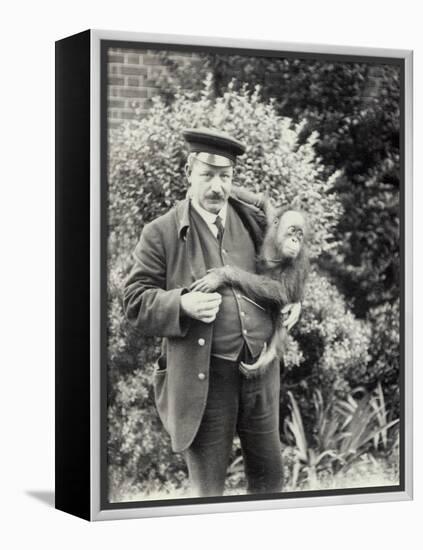 Keeper Z. Rodwell Holding Young Orangutan at London Zoo, October 1913-Frederick William Bond-Framed Premier Image Canvas