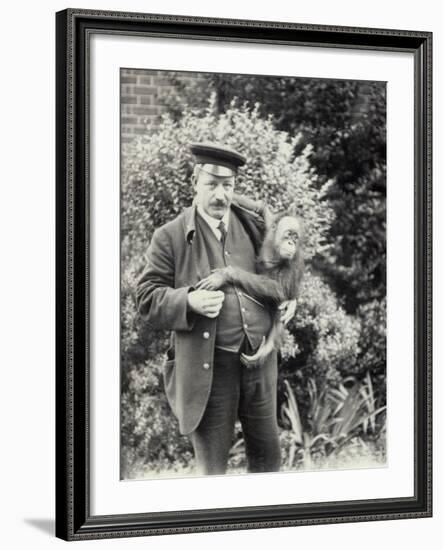 Keeper Z. Rodwell Holding Young Orangutan at London Zoo, October 1913-Frederick William Bond-Framed Photographic Print