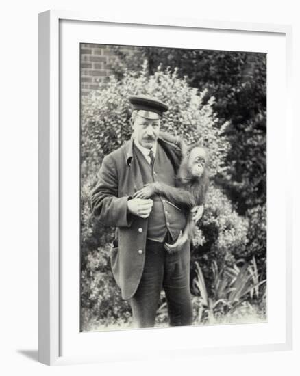 Keeper Z. Rodwell Holding Young Orangutan at London Zoo, October 1913-Frederick William Bond-Framed Photographic Print