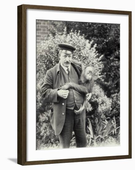 Keeper Z. Rodwell Holding Young Orangutan at London Zoo, October 1913-Frederick William Bond-Framed Photographic Print