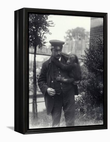 Keeper Z. Rodwell Holding Young Orangutan at London Zoo, October 1913-Frederick William Bond-Framed Premier Image Canvas