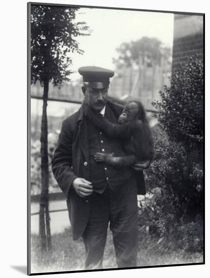 Keeper Z. Rodwell Holding Young Orangutan at London Zoo, October 1913-Frederick William Bond-Mounted Photographic Print