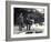 Keepers Alf Taylor (Right) and Bodman (Left) Feeding Fish to Pelicans at Poolside in London Zoo-Frederick William Bond-Framed Photographic Print