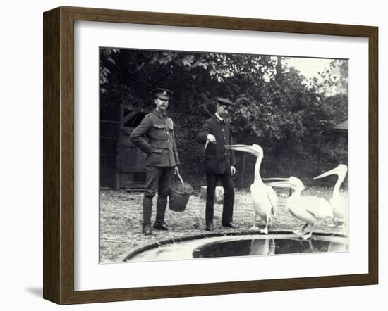 Keepers Alf Taylor (Right) and Bodman (Left) Feeding Fish to Pelicans at Poolside in London Zoo-Frederick William Bond-Framed Photographic Print