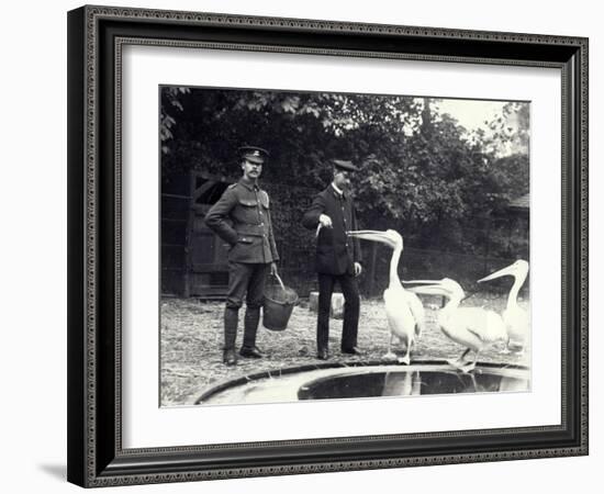 Keepers Alf Taylor (Right) and Bodman (Left) Feeding Fish to Pelicans at Poolside in London Zoo-Frederick William Bond-Framed Photographic Print