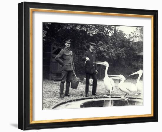 Keepers Alf Taylor (Right) and Bodman (Left) Feeding Fish to Pelicans at Poolside in London Zoo-Frederick William Bond-Framed Photographic Print