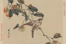 Bird Perched on a Branch from a Fruit Persimmon Tree.-Keibun Matsumura-Framed Stretched Canvas