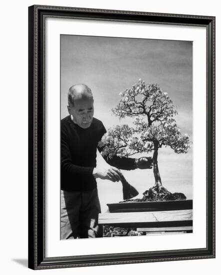 Keibun Tanaka Brushing Away Fallen Leaves of a Bonsai Maple Tree in Garden, Suburban Tokyo-Alfred Eisenstaedt-Framed Premium Photographic Print