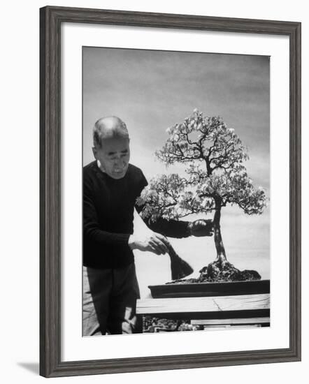 Keibun Tanaka Brushing Away Fallen Leaves of a Bonsai Maple Tree in Garden, Suburban Tokyo-Alfred Eisenstaedt-Framed Premium Photographic Print