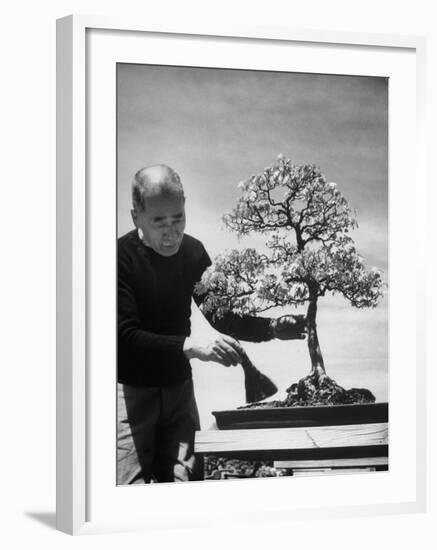 Keibun Tanaka Brushing Away Fallen Leaves of a Bonsai Maple Tree in Garden, Suburban Tokyo-Alfred Eisenstaedt-Framed Premium Photographic Print