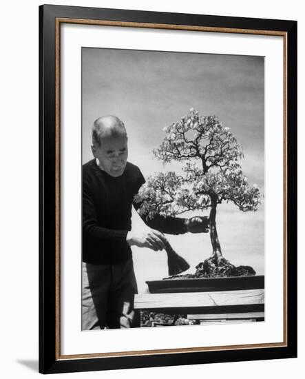 Keibun Tanaka Brushing Away Fallen Leaves of a Bonsai Maple Tree in Garden, Suburban Tokyo-Alfred Eisenstaedt-Framed Premium Photographic Print