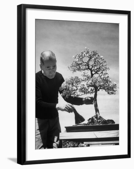 Keibun Tanaka Brushing Away Fallen Leaves of a Bonsai Maple Tree in Garden, Suburban Tokyo-Alfred Eisenstaedt-Framed Premium Photographic Print