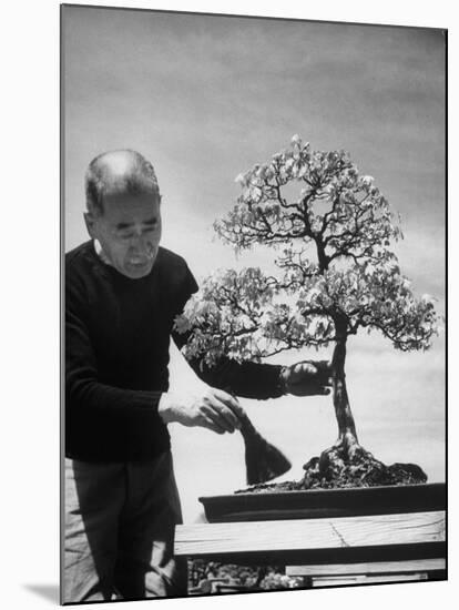 Keibun Tanaka Brushing Away Fallen Leaves of a Bonsai Maple Tree in Garden, Suburban Tokyo-Alfred Eisenstaedt-Mounted Premium Photographic Print