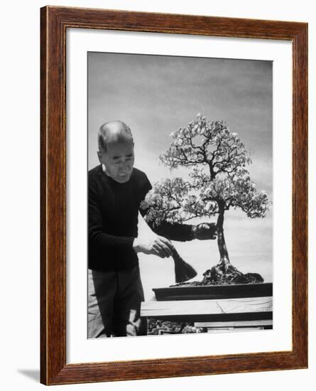 Keibun Tanaka Brushing Away Fallen Leaves of a Bonsai Maple Tree in Garden, Suburban Tokyo-Alfred Eisenstaedt-Framed Premium Photographic Print