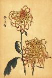 Hybrid Yellow Chrysanthemum.,1893 (Engraving)-Keika Hasegawa-Giclee Print