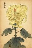 Hybrid Yellow Irregular Chrysanthemum.,1893 (Engraving)-Keika Hasegawa-Giclee Print