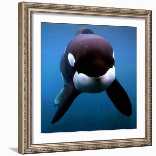 Keiko the Killer Whale-null-Framed Photographic Print